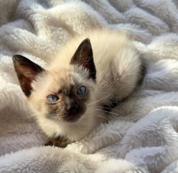Azura -  Siamese and Domestic Short Hair Cat for Adoption in Buford, Georgia - Azura | PetCurious
