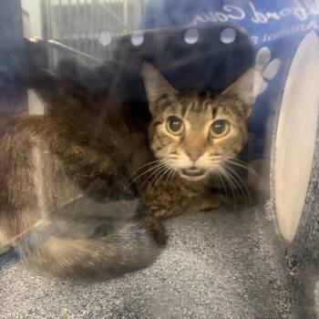 Domestic Short Hair Cats Available for Adoption in Greensboro, North Carolina - Norman | PetCurious