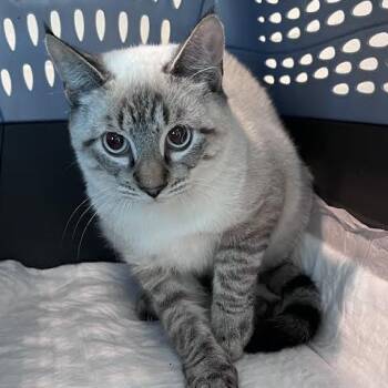 Rescue Domestic Short Hair Cats for Adoption in Fairport, New York - Audi | PetCurious