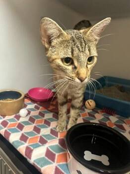 Nikki -  Domestic Short Hair Cat for Adoption in Blountville, Tennessee - Nikki | PetCurious