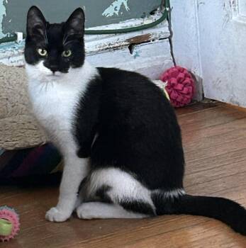 Eclipse -  Domestic Short Hair Cat for Adoption - Eclipse | PetCurious