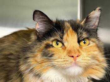 Domestic Medium Hair Cats Available for Adoption in Santa Rosa, California - TRISCUIT | PetCurious