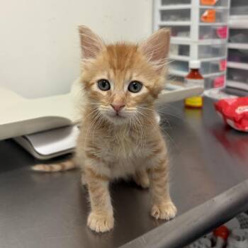 Halo H2 -  Domestic Short Hair Cat for Adoption in Edinburg, Texas - Halo H2 | PetCurious