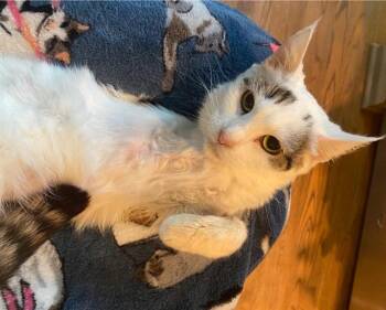 ANDROMEDA -  Domestic Short Hair Cat for Adoption in Westminster, Maryland - ANDROMEDA | PetCurious