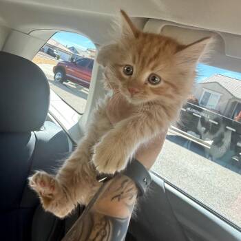 Domestic Long Hair Cats Available for Adoption - AVERY | PetCurious