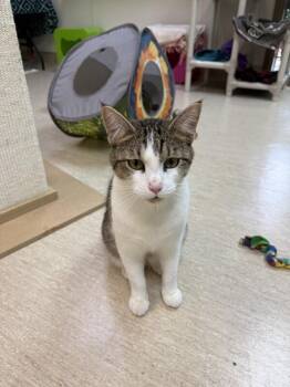 Pounce De Leon -  Domestic Short Hair Cat for Adoption in Arlington, Washington - Pounce De Leon | PetCurious