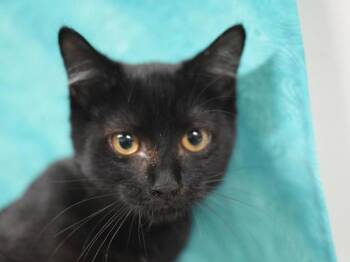 Celery -  Domestic Short Hair Cat for Adoption in Portland, Oregon - Celery | PetCurious