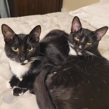 Fleck and Penguin (js) -  Domestic Short Hair Cat for Adoption in Los Angeles, California - Fleck And Penguin (js) | PetCurious