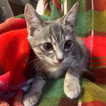 Gretel -  Domestic Short Hair Cat for Adoption in Waldorf, Maryland - Gretel | PetCurious