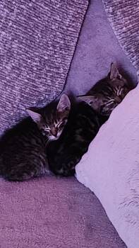 Rescue Domestic Medium Hair Cats for Adoption in Fruit Heights, Utah - Sourdough | PetCurious