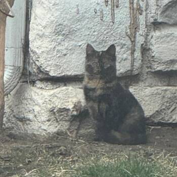 Domestic Short Hair Cats Available for Adoption in Overland Park, Kansas - Brenda | PetCurious