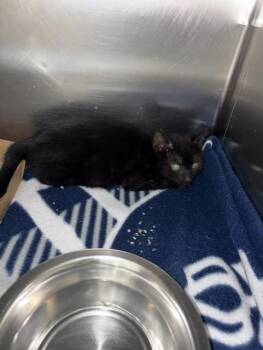 SMEAGOL -  Domestic Short Hair Cat for Adoption in Pasadena, Texas - SMEAGOL | PetCurious