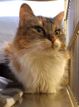 Domestic Long Hair Cats Available for Adoption in Waupaca, Wisconsin - Gurgi | PetCurious