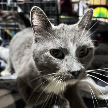 Domestic Short Hair Cats Available for Adoption - Rue | PetCurious
