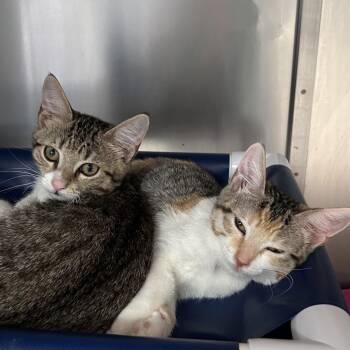 Cassidy -  Domestic Short Hair Cat for Adoption in Lakeland, Florida - Cassidy | PetCurious