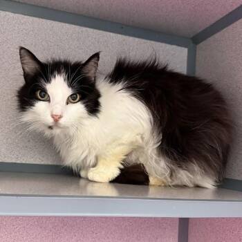 Beverly -  Domestic Medium Hair Cat for Adoption in Waterloo, Iowa - Beverly | PetCurious