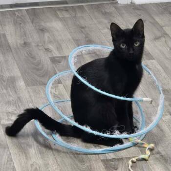 Benkie -  Domestic Short Hair Cat for Adoption in Mobile, Alabama - Benkie | PetCurious