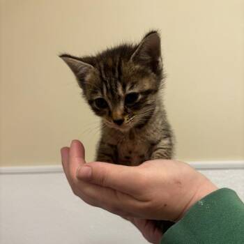 Domestic Short Hair Cats Available for Adoption in Tulsa, Oklahoma - Dumpling | PetCurious