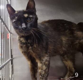 CAPTAIN BARNACLES -  Domestic Short Hair Cat for Adoption in Hagerstown, Maryland - CAPTAIN BARNACLES | PetCurious