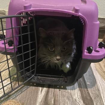 Sylvia -  Domestic Long Hair Cat for Adoption in West Des Moines, Iowa - Sylvia | PetCurious