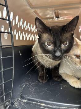 Jalapeño -  Siamese Cat for Adoption in Marietta, Georgia - Jalapeño | PetCurious