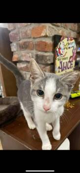 Rescue Domestic Short Hair Cats for Adoption in Waveland, Indiana - Lin | PetCurious