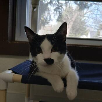 American Shorthair Cats Available for Adoption in Iowa Falls, Iowa - Bozo | PetCurious