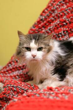 Elston -  Domestic Long Hair Cat for Adoption in Chicago, Illinois - Elston | PetCurious