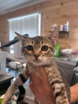 Enola -  Domestic Short Hair Cat for Adoption in Cumming, Georgia - Enola | PetCurious