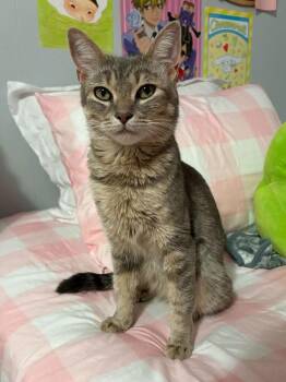 Domestic Short Hair Cats Available for Adoption in Milltown, New Jersey - Posie | PetCurious