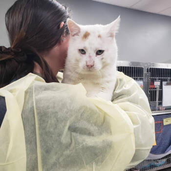 Rescue Domestic Short Hair Cats for Adoption in Salt Lake City, Utah - McStuffington | PetCurious