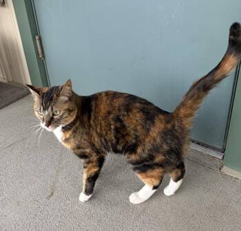 Gizmo -  Domestic Short Hair Cat for Adoption in Challis, Idaho - Gizmo | PetCurious