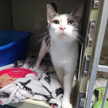 Rescue Domestic Short Hair Cats for Adoption in Monroe, Michigan - Lily | PetCurious