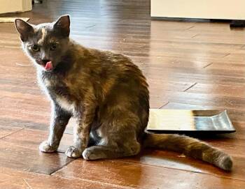 Rescue Dilute Tortoiseshell Cats for Adoption in Savannah, Georgia - Clawdia | PetCurious