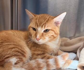 NIMBUS -  Domestic Short Hair Cat for Adoption in Minneapolis, Minnesota - NIMBUS | PetCurious