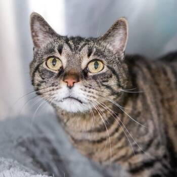 Domestic Short Hair Cats Available for Adoption - Amos | PetCurious