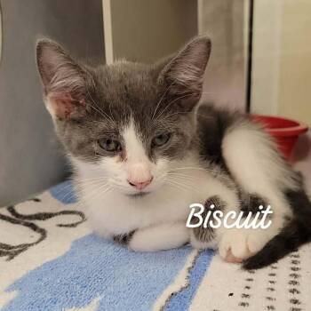 Biscuit -  Domestic Short Hair Cat for Adoption in Buchanan Dam, Texas - Biscuit | PetCurious