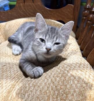 Tiffany -  Domestic Short Hair Cat for Adoption in Hamburg, New York - Tiffany | PetCurious