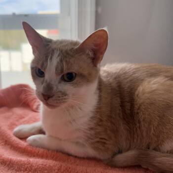 Domestic Short Hair Cats Available for Adoption in Ridgely, Maryland - Petunia | PetCurious