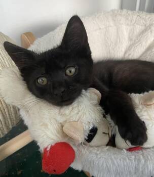 Rescue Domestic Short Hair Cats for Adoption in Ardsley, New York - Dottie | PetCurious