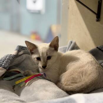 Oliver -  Domestic Short Hair Cat for Adoption in Harlingen, Texas - Oliver | PetCurious