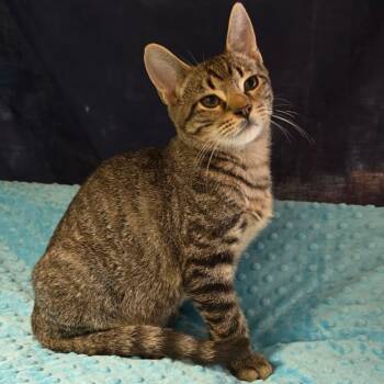 Miko -  Domestic Short Hair Cat for Adoption in Wrightstown, New Jersey - Miko | PetCurious
