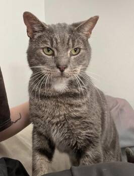 Chaz -  Domestic Short Hair Cat for Adoption in Media, Pennsylvania - Chaz | PetCurious