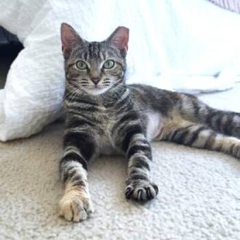 Domestic Short Hair Cats Available for Adoption - Swirl | PetCurious