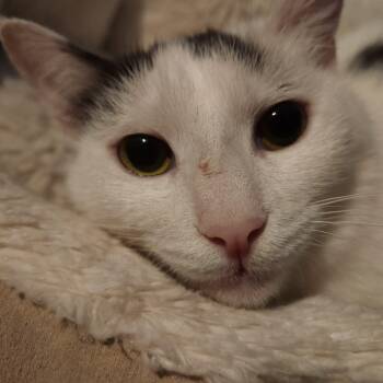 Domestic Short Hair Cats Available for Adoption - Ghost | PetCurious