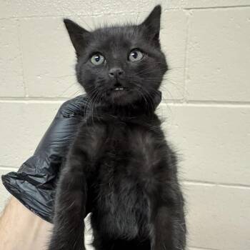 Mamba -  Domestic Short Hair Cat Available for Adoption in Reno, Nevada - Mamba | PetCurious