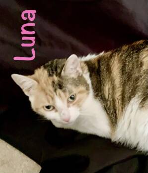 Luna -  Domestic Short Hair Cat for Adoption in Reston, Virginia - Luna | PetCurious