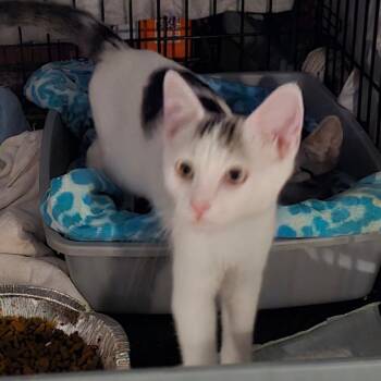 Broady -  Domestic Short Hair Cat for Adoption in Grantsville, Utah - Broady | PetCurious