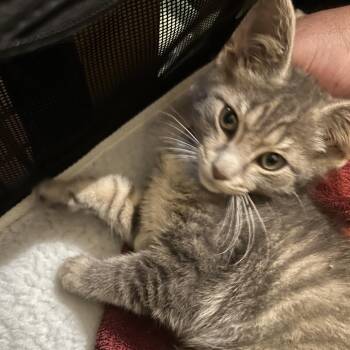 Bridger -  Domestic Short Hair Cat for Adoption in Johnstown, Pennsylvania - Bridger | PetCurious