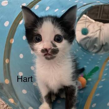 HART -  Domestic Short Hair Cat for Adoption in Auburn, California - HART | PetCurious